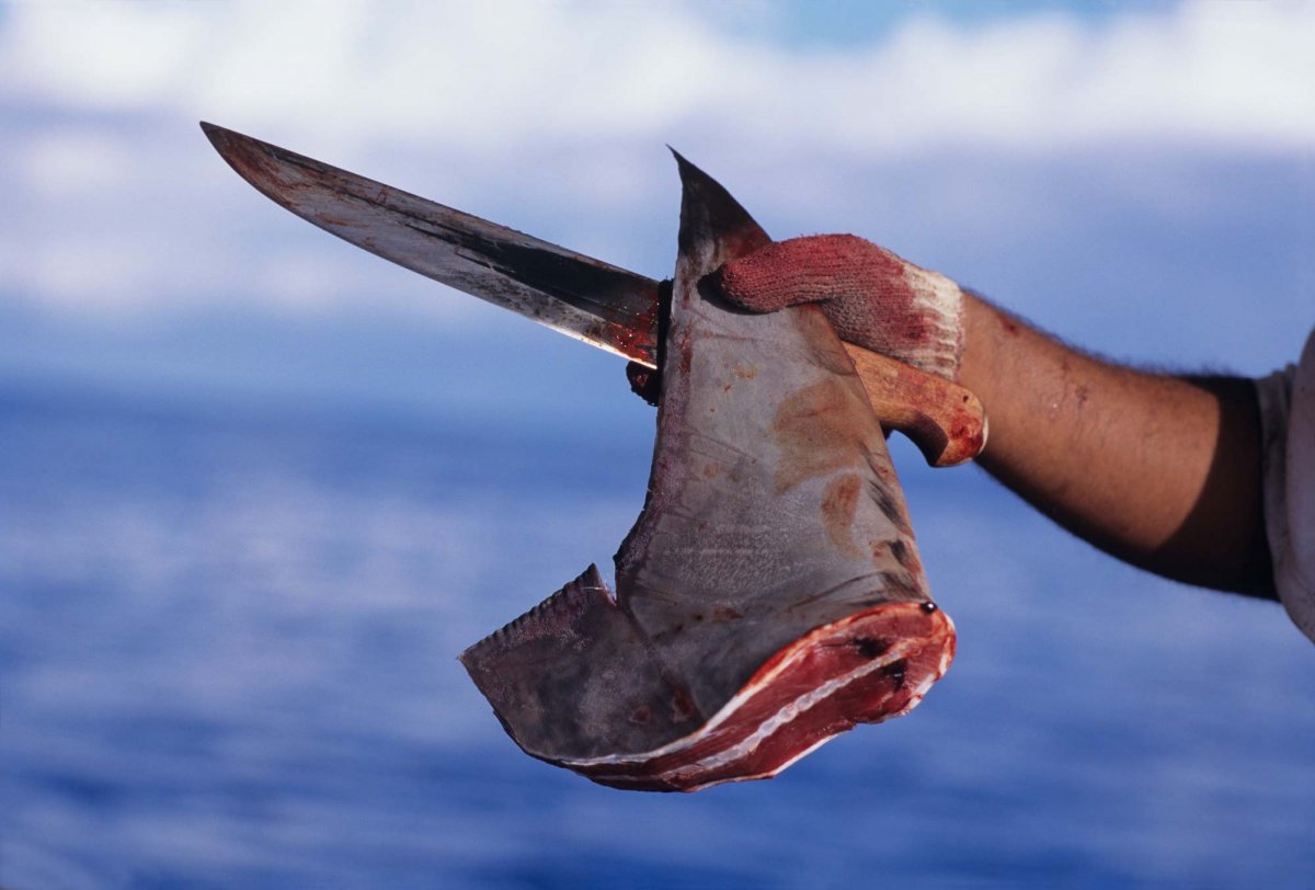 SharkMontauk's tweet photo. “Earth provides enough to satisfy every man's needs, but not every man's greed.” - Mahatma Gandhi #EndangeredSpeciesDay THINK ABOUT IT https://t.co/AwXWi3Unyf