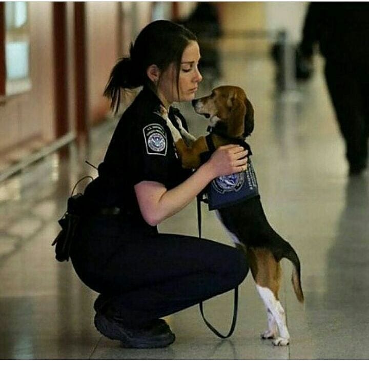 vivadogsUK's tweet photo. First day on the job!! Welcome Mr. Agent ❤🐾 https://t.co/5F0oo7P9mc