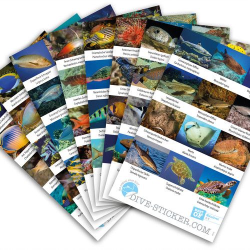 rateyourdive's tweet photo. 📸 Photo-Contest 📸 
Monday after next we will present
the dive region Maldives.🇲🇻 Send us your favourite underwater pic from the Maldives to: service@rateyourdive.com. The best get mentioned in our article and win a beautiful Dive Sticker package 😍 by: https://t.co/UZhdDDfrLc https://t.co/7WrQZUArfO