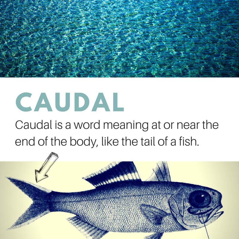 sciworthy's tweet photo. #WordOfTheDay #caudal #biology #bodyplan #anatomy https://t.co/Wnnq8RfUBX