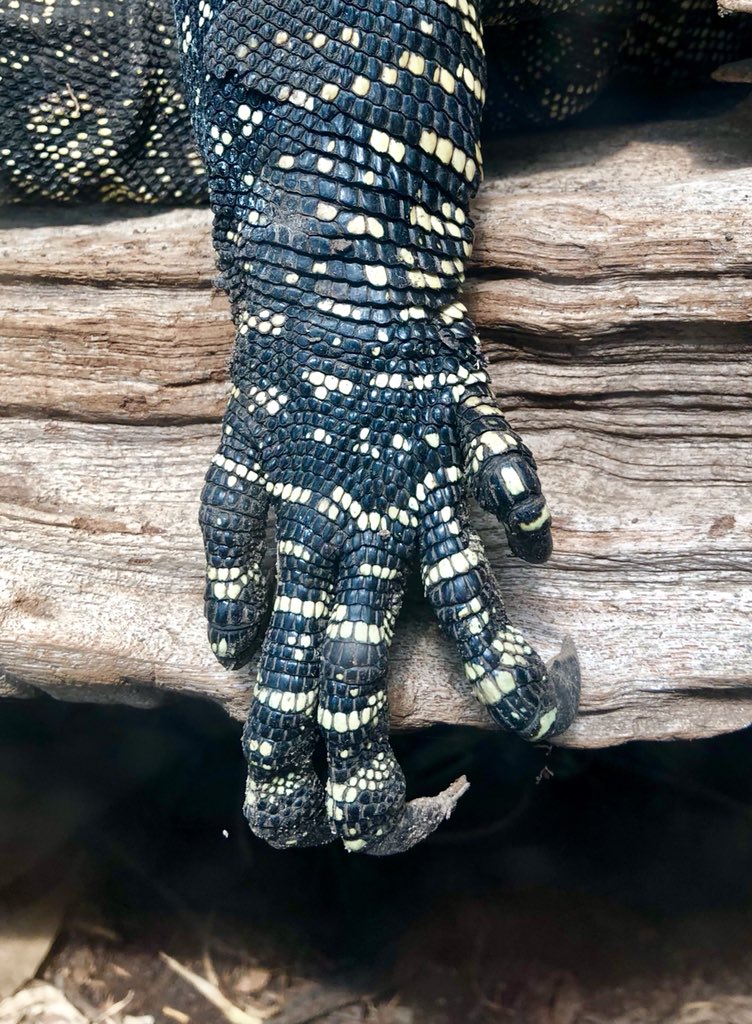 LHSArtandDesign's tweet photo. @chesterzoo beautiful colours and textures #LHSRes18 @MrsHowieLHS @MrBalfourLHS @LarbertHigh #Penguins #lizard #giantotter https://t.co/sgZ7jrGOJJ