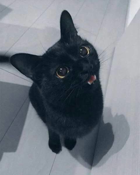Euang_'s tweet photo. 🐱 https://t.co/yQf3DYJYlS