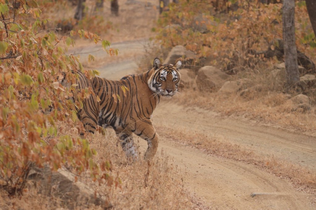 A Trip To The Tigerland alsisarhotelsrajasthan.wordpress.com/2018/05/18/a-t…