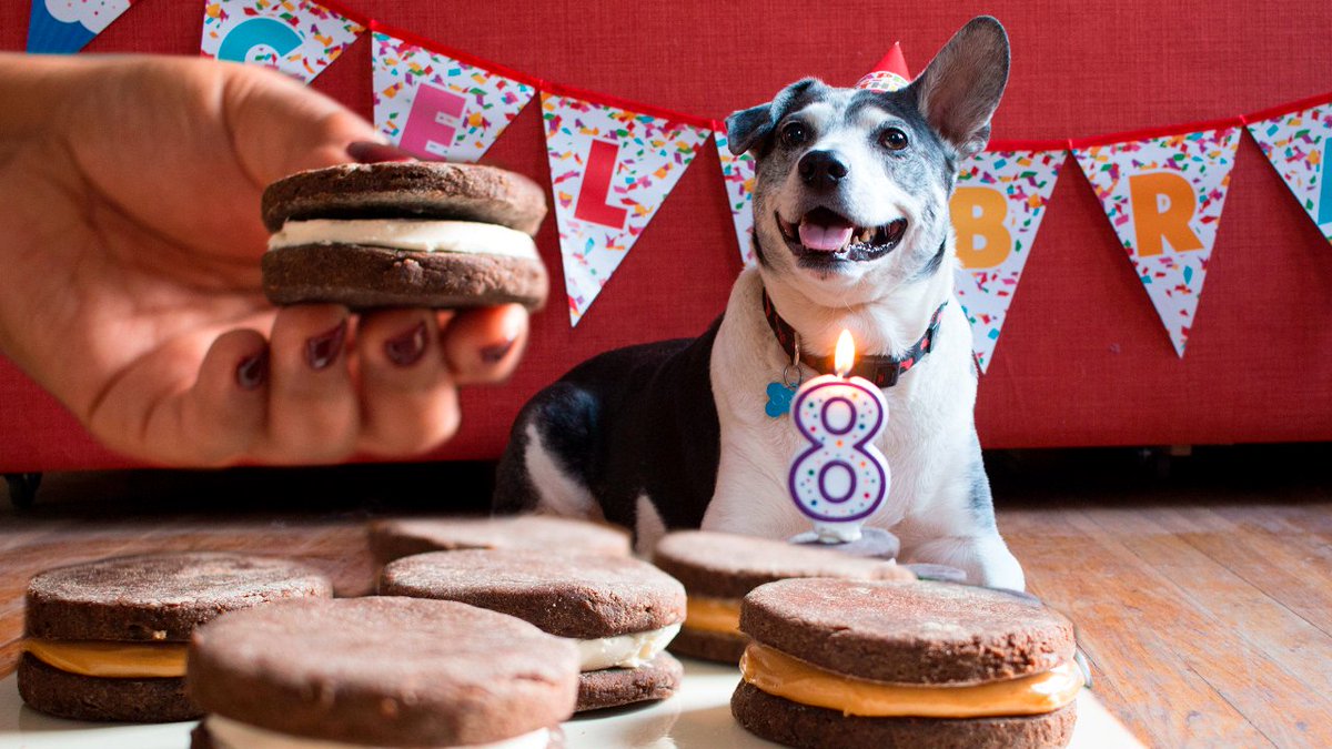 usuallyoreo's tweet photo. everything is terrible, so I looked up dogs &amp; oreos and now im happy #marketplyler #oreo https://t.co/QAuhnOHG9P