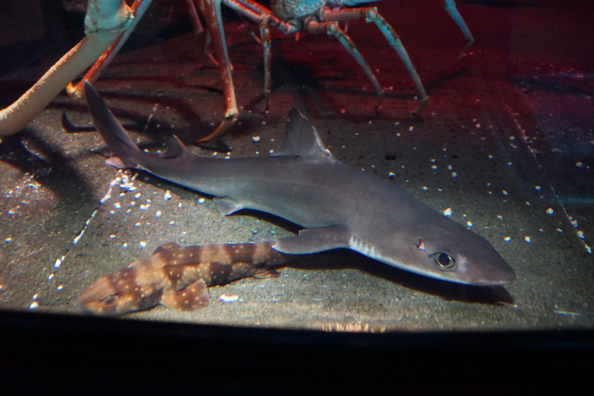 Pikayadon Twitterissa 深い所のサメ達 フトツノザメ ノコギリザメ ニホンヤモリザメ トラザメ ベビー 新江ノ島水族館 T Co 1b1lxbretb Twitter