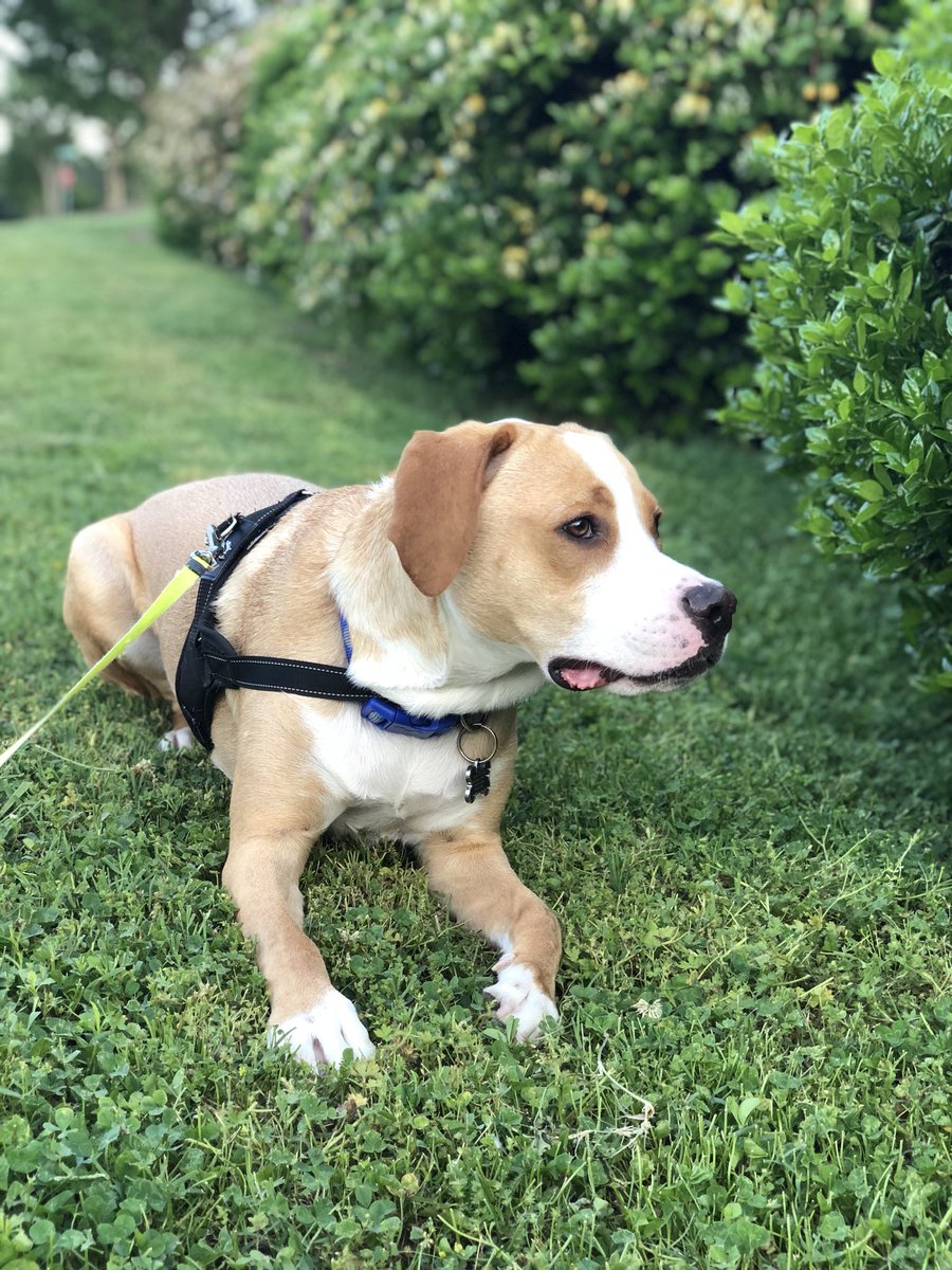 JohnnyBoyChoi's tweet photo. So my girlfriend left the state for grad school and I babysit her dog Maui and she left me a whole damn pamphlet on how to take care of him https://t.co/Q5Kw124CZX