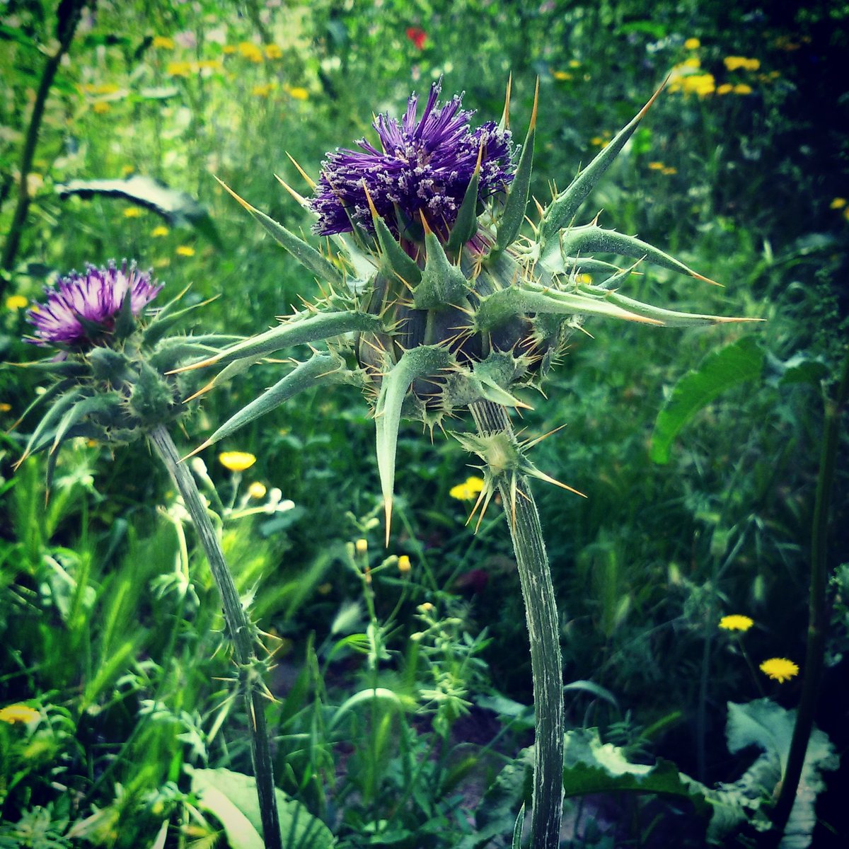 Noritrix's tweet photo. Onopordum acanthium, vulgarmente llamado cardo borriquero, evidencia de que la belleza es subjetiva.
#Noritrix #fotografia #onopordum #flores #bloom #flower #green #verde #primavera #amazing #morado #misociaesunicono #purple #cardo #observar #thistle  #observe #curiosity https://t.co/wc2Tz6gLKS