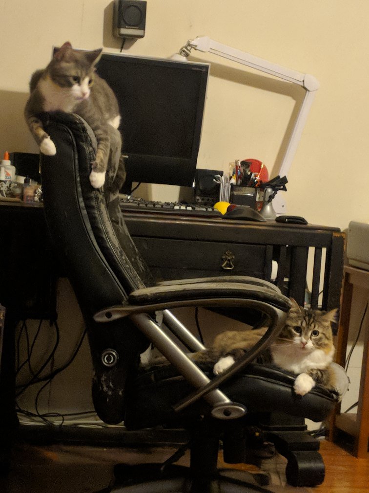 Ankara23's tweet photo. That's my chair #notanymore #catowned https://t.co/tR1JLqFYax