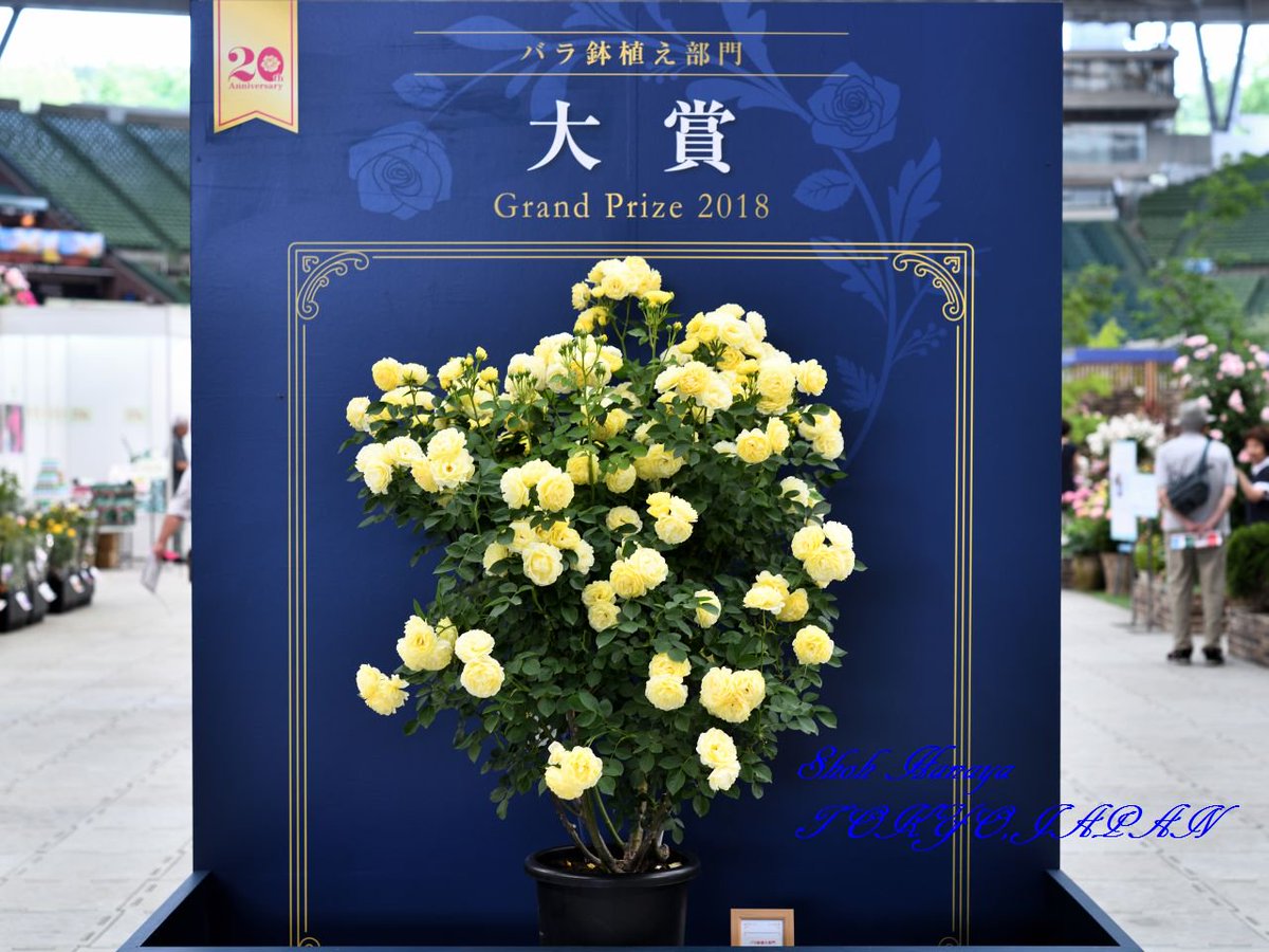 翔 Golden Border ゴールデンボーダー 1 2 バラ鉢植え部門 大賞 International Roses Amp Gardening Show18 特別内覧会 Roses Flowers Floral Photography Floralphotography バラとガーデニングショウ メットライフドーム バラ T Co 翔 Golden Border ゴールデンボーダー 1 2 バラ鉢植え部門 大賞 International Roses Amp Gardening Show18 特別内覧会 Roses Flowers Floral Photography Floralphotography バラとガーデニングショウ メットライフドーム バラ T Co