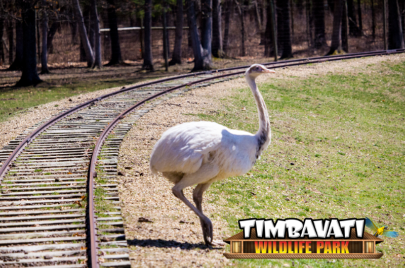 timbavati_dells's tweet photo. Why did the emu cross the road? Because our Safari Train Ride was coming with you on board! #TimbavatiWildlifePark #WisconsinDells #Wisconsin #Family #Fun #Vacation #Wildlife #Adventure #CloseEncounter #SafariTrainRide #ComboTicket #Admission #Emu #SafariTrainRide https://t.co/4a2a1DUcMg