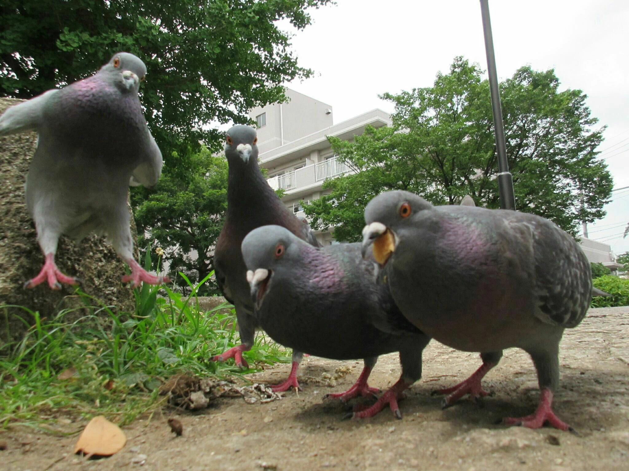 地に降り立つ瞬間の鳩がなんか可愛すぎるｗｗ既に羽を畳んで降り立っているのが面白いｗ