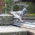 地に降り立つ瞬間の鳩がなんか可愛すぎるw既に羽を畳んで降り立っているのが面白いｗ