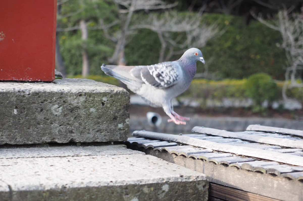 地に降り立つ瞬間の鳩がなんか可愛すぎるｗｗ既に羽を畳んで降り立っているのが面白いｗ