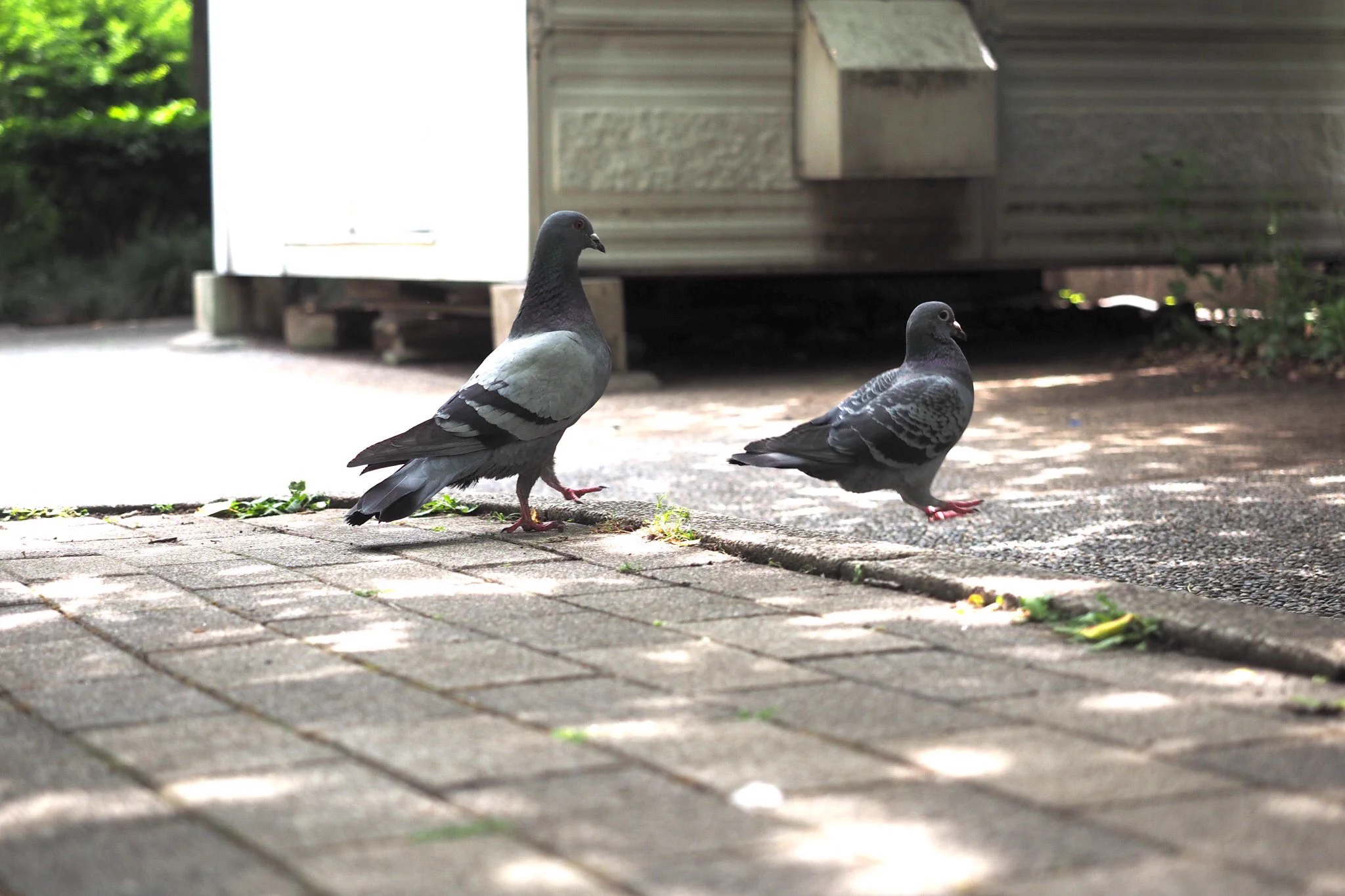 地に降り立つ瞬間の鳩がなんか可愛すぎるｗｗ既に羽を畳んで降り立っているのが面白いｗ
