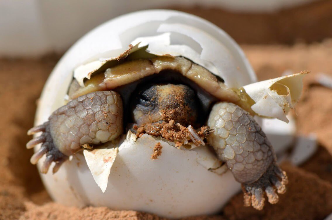 Interior's tweet photo. You’re turtle-ly going to love these awesome turtle facts and photos https://t.co/FFy1cCOkVO https://t.co/kZPtCfRFf4