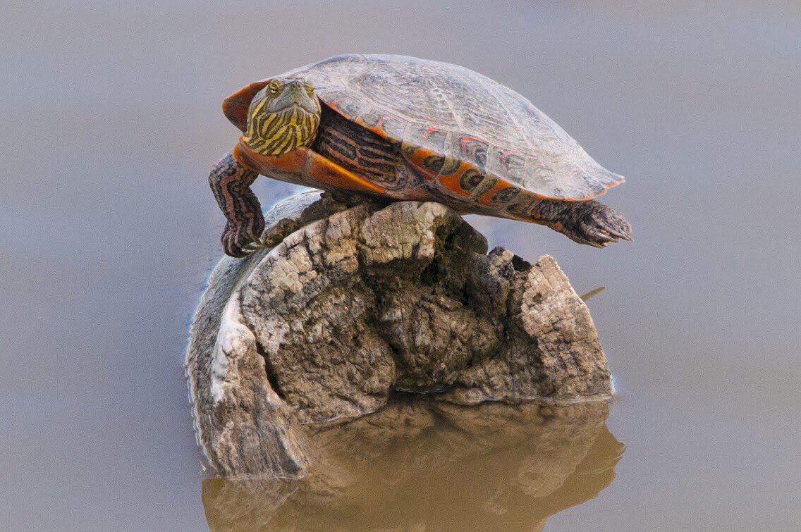Interior's tweet photo. You’re turtle-ly going to love these awesome turtle facts and photos https://t.co/FFy1cCOkVO https://t.co/kZPtCfRFf4