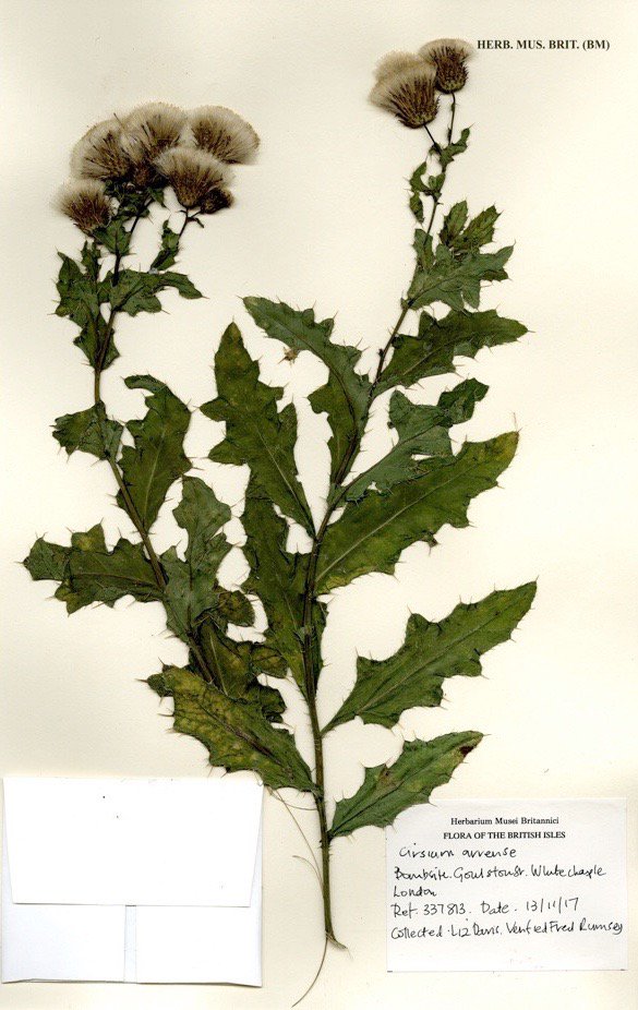 Flora150Project's tweet photo. @TownhouseWindow @thegentleauthor @ChelseaFringe It's fascinating to think that many of the plants Liz Davis located in 2017 are recorded in William Curtis' 18th century flora of London! https://t.co/ZNQlPQmpbb via @BioDivLibrary cc: @theBotanicalMag https://t.co/UFxURP9Yvj