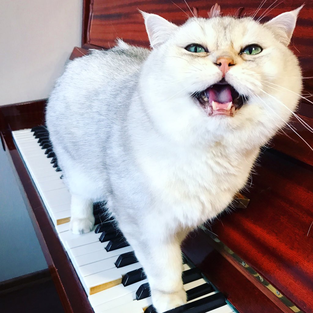 catZephyr's tweet photo. @StefanodocSM @meowitch666 🎼🎹🎼💐💐💐👏🏻 https://t.co/WHbZmQD7YF