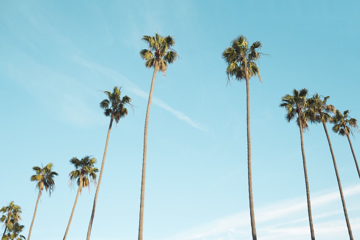 FeelRelaxedMus's tweet image. There&apos;s nothing like the view of palm trees against a blue sky. Maybe we&apos;ll put them in our next video!