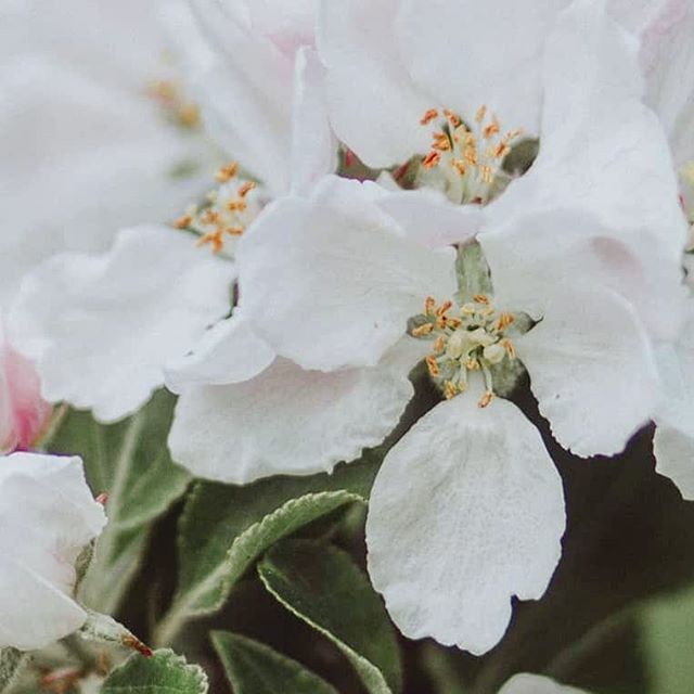 crabapplemoon's tweet photo. Still loving spring blooms 🌸
________________________________________________
#moodygrams #thewildnesstonic #themindfulapproach #agameoftones #neverstopexploring #realfolklife #underthefloralspell #thefloralseasons #flowerstagram #tfispring #bringb… https://t.co/3tYGIl4wbg https://t.co/NqephWlGfe