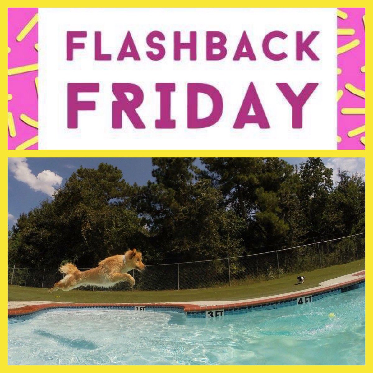 PPRWillClayton's tweet photo. Flash back Friday ... post a flashback of your fur baby below 🐶🐾❤️😺 #petparadise #petparadisewillclayton #flashbackfriday https://t.co/4BIx2xmrTq