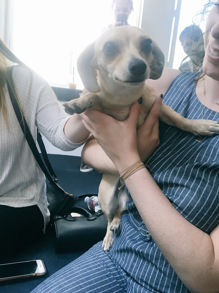 CMCIAbbyPollock's tweet photo. @InteractONshelf has the cutest office dog! #PRBuffs https://t.co/rENLNnbUEN