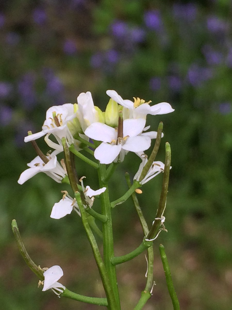 Calybites's tweet photo. Well it seems that at least one Orange Tip butterfly has visited the garden!

#Anthocharis #cardamines #pratensis #VC64 https://t.co/RZWzVOXZc3
