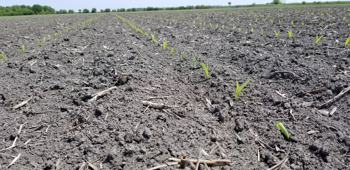 Tim_Jordal's tweet photo. New @LGSeeds 44C27VT2 off to a great start in Southern Saginaw Co MI planted May 7th. @GreatLakesSeed https://t.co/WrylPpE48R