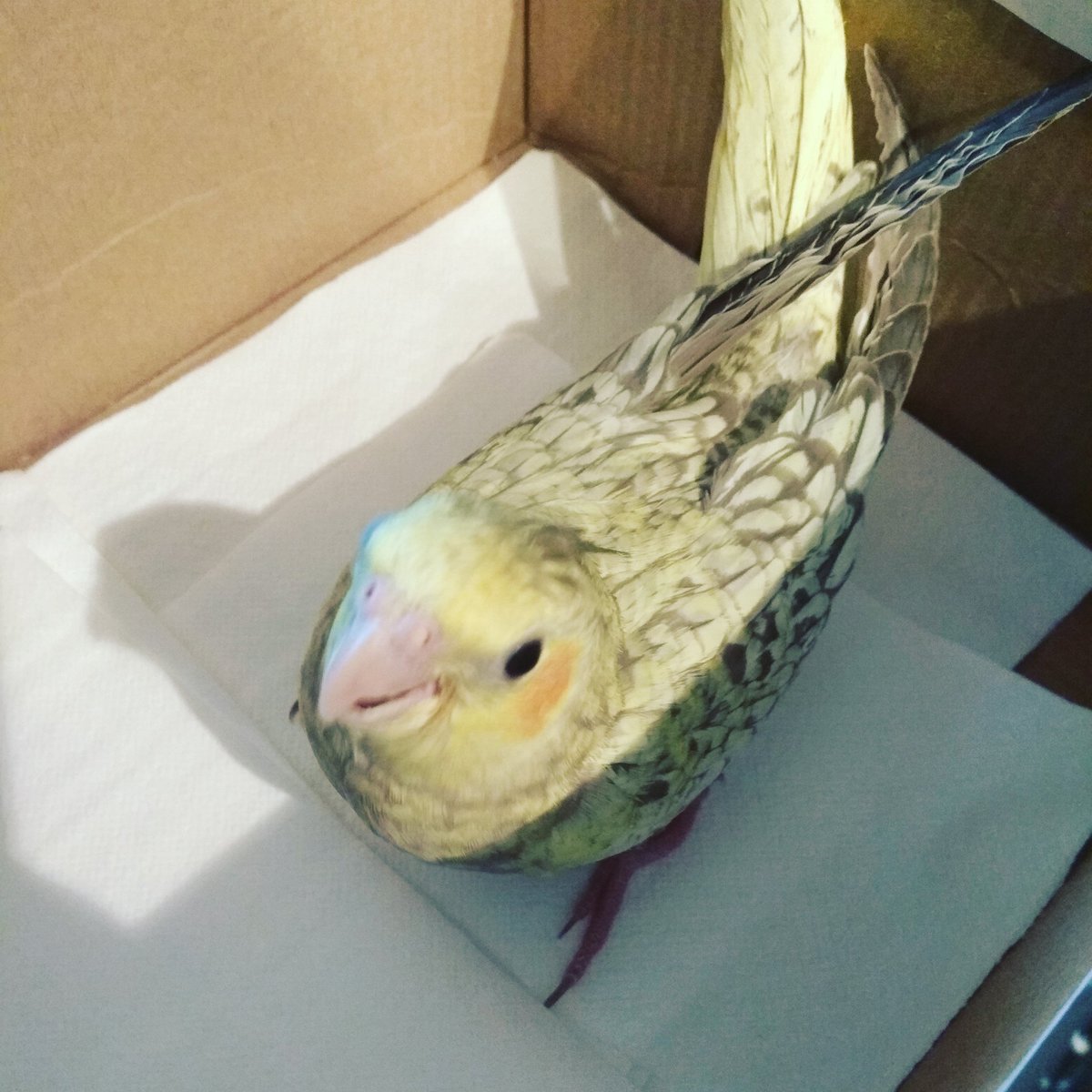 A_montserratsm's tweet photo. Adiós pequeña Reina, buen futuro con tu humana @lauraveral 😘🙌😜🐣🍼 #nymphicushollandicus #reina #cedida #aviariomontserratsm https://t.co/CKi4MA0vUz