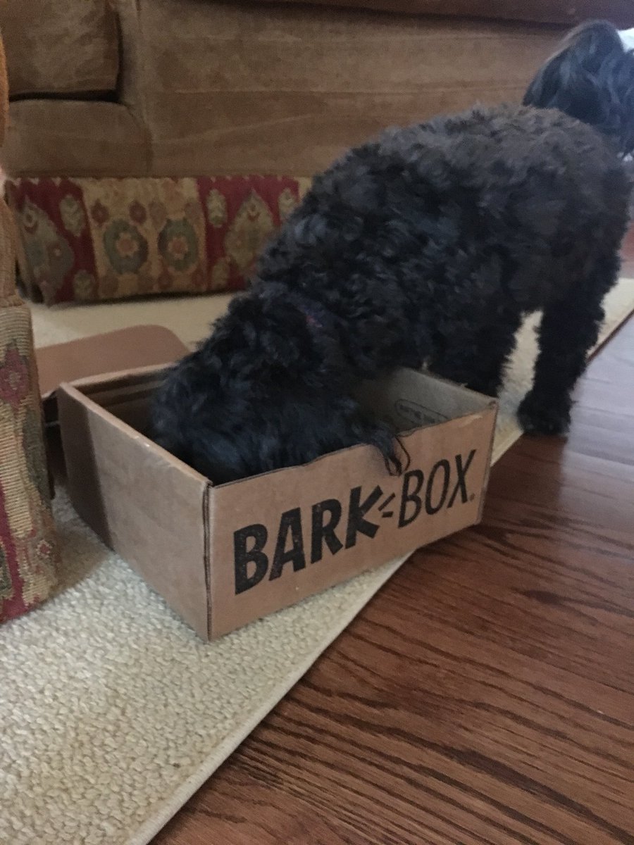 JanisMilham's tweet photo. Loving my bark box! I even have my head in it! Ps. I’m fabulous xoxo 💋 -Gracie #barkboxday https://t.co/X85u4sOabZ