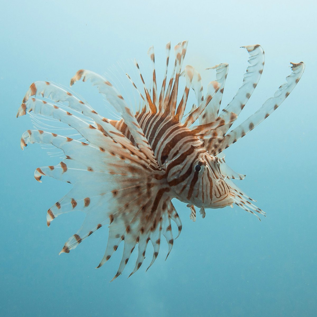 SCaquarium's tweet photo. #FishFactFriday: Do you know the invasive lionfish loves to eat? Their stomachs can expand up to 30 times their normal size. That’s one hungry fella! Come try this sustainable, flaky fish at our Good Catch Dinner on Wednesday! https://t.co/ZqIQijNCP0 #chsnews #chsevents https://t.co/S9tUgPZAjA