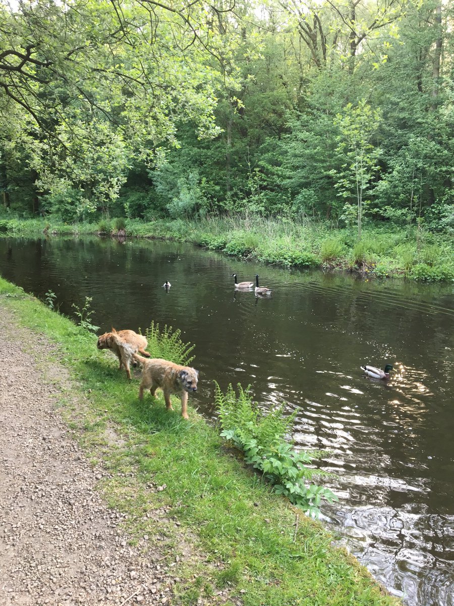 GiselleCullinan's tweet image. Beautiful morning walk today with dogs, sunshine , ducks and Canada geese #lucky #beautifulspring #nature #canals #manchester