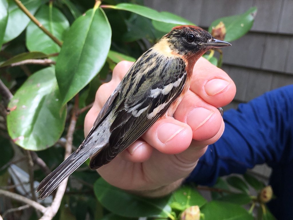 ManometBanding's tweet photo. The trees and shrubs @ManometCenter are full of birds today. As of 1:00 PM we have processed 173 birds, including two stunning second-year male Bay-breasted Warblers! #manometspring2018 #birdbanding #baybreastedwarbler https://t.co/y7G0vtbID2