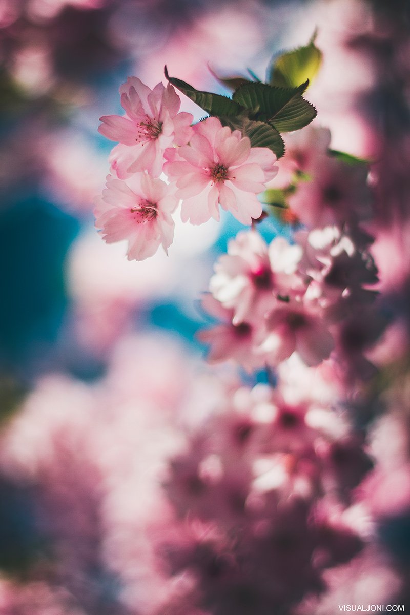 VisualJoni's tweet photo. 🌸

https://t.co/ziiZalbGPV
https://t.co/qcBr5yp2UK
https://t.co/36slRCvm5E
https://t.co/5Ykf4TWFh3

(c) Joni Espo https://t.co/U5kHMElPBt

#VisualJoni #photography #photographer #Helsinki #Suomi #Finland #flower #flowers #nature #naturephotography #flowerphotography https://t.co/n8aAwKKvYT