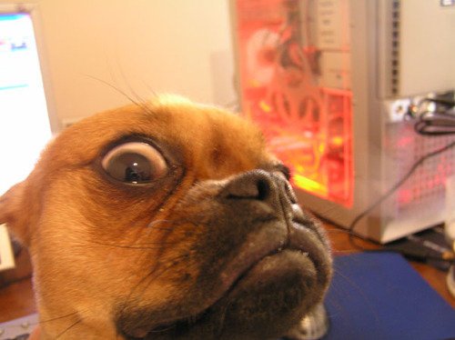 samscellar's tweet photo. The face when someone eats the last bite of your food. https://t.co/NvM256ZekL