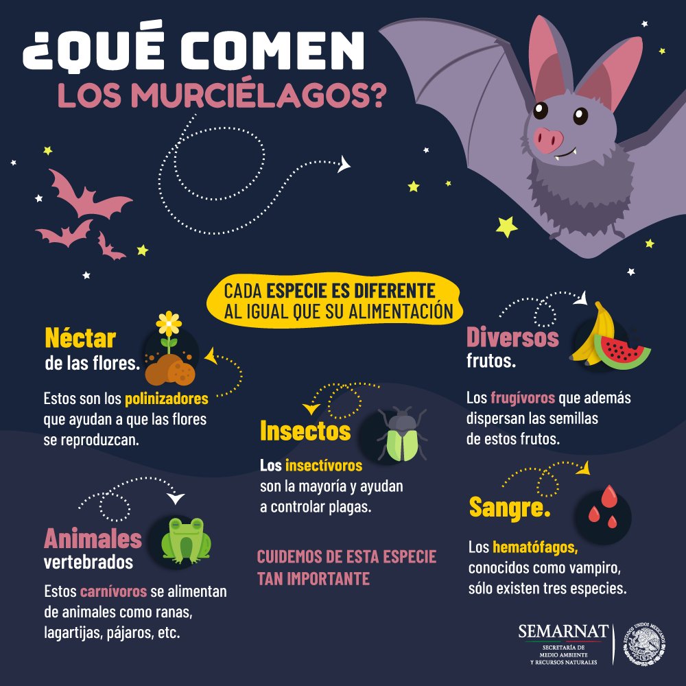 BuenViernes. Nos encantan los #murciélagos, por su destacado papel en la  #polinización y dispersión de semillas. 🌻 ¿A ti te gustan? 🤗 ¿Por qué?  Cuentanos. 🌟 Comparte. 🦇🦇🦇, image size:1000x1000