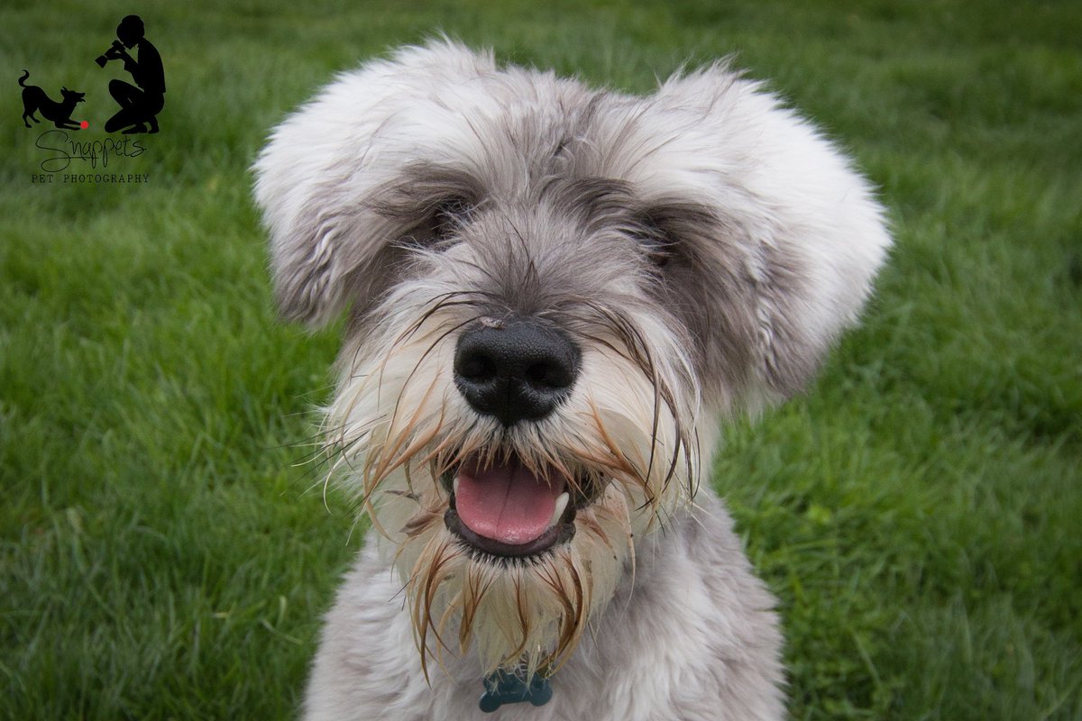 snappetsphotos's tweet photo. This is one of the cutest faces I've ever seen! Barnaby is simply gorgeous. ๐ @TheGoodDogGuide #petportraits #dogportrait #dogphotography #kentdogphotos #kentpets #kent https://t.co/3Yth1FsvVa