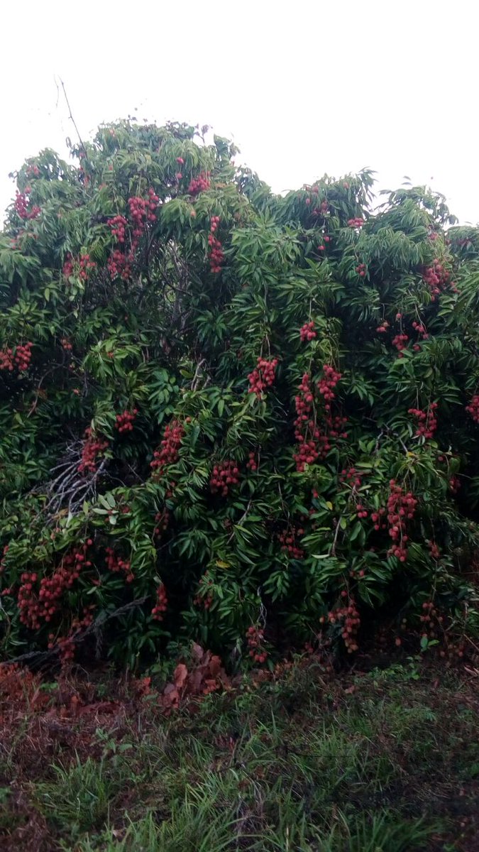 maproducemx's tweet image. #Lychee Available.
Inf.-+52 311 253 8379. 
ventas@maproduce.mx
#fresh #fruits #produce #exotic