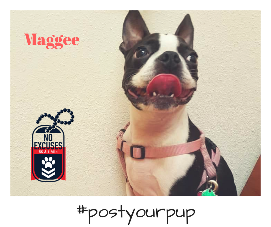 NoExcuses5K's tweet photo. Show off your canine crush. #postyourpup and we'll share. #NoExcuses5K https://t.co/zrAPA4PVb0