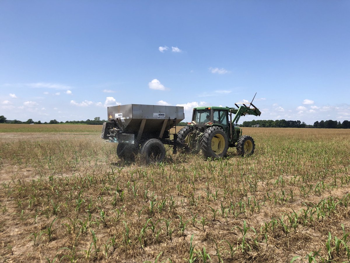 BevisRobby's tweet photo. Nitrogen rate trail in corn with cover crop. Dr Green. And ASU https://t.co/VUTw60LQ82