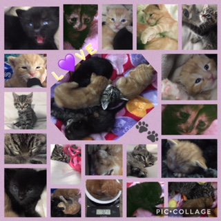 KortenCrew's tweet photo. #PassionProject #Adopt #FosterFive #MakeADifference #Community https://t.co/WcseynYwBM