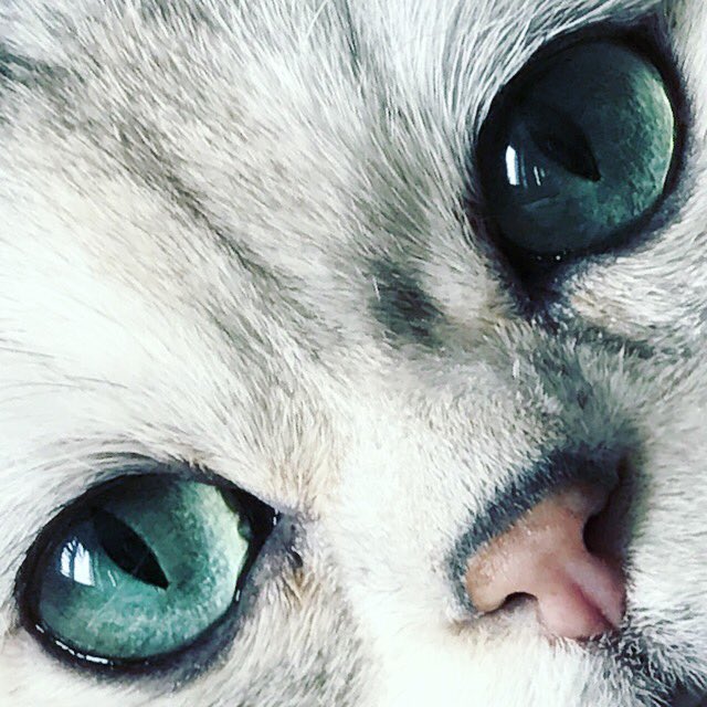 catZephyr's tweet photo. #cat #Caturday https://t.co/eOpn7rFRH9