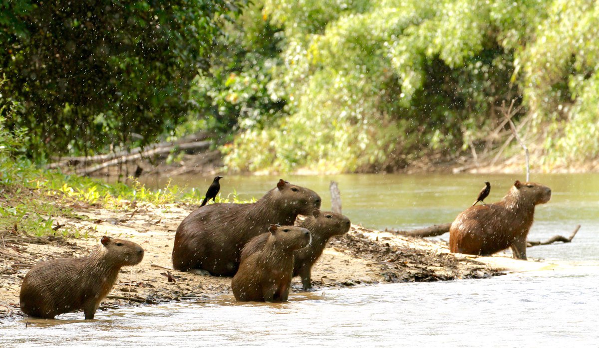 These Capybara roam free near the Yupukari village. Fun fact, they love water! Capybaras are semi-aquatic, so while they live on land they spend a lot of time in the water, hanging out near swamps, rivers and ponds!