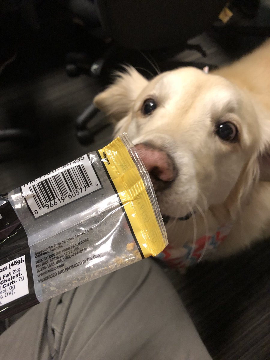 drnabil's tweet image. #Pavlov in real life. I picked up my empty plastic packaging, made a crinkle noise. Waffles was at my 🤚 in 5 seconds. #bell #classicalconditioning