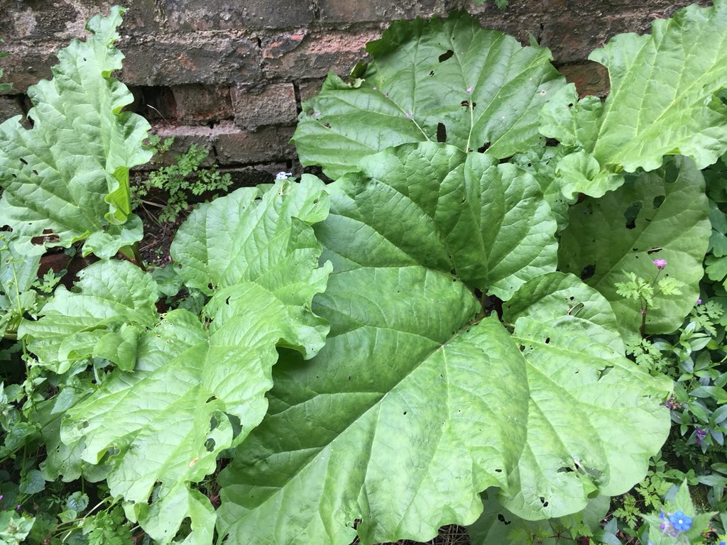 SelinaBamforth's tweet photo. #Allotment #tipoftheday: steep #rhubarbleaves and #comfrey in your water butt to make a nutritious soup to feed beans and deter #whitefly and #blackfly. Thanks Dave at #SpringfieldAllotments! https://t.co/2dUwBqTHAx