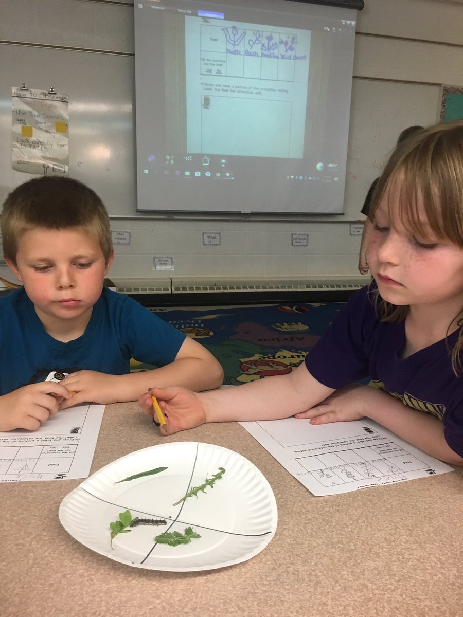 ms_danielj's tweet photo. Hmm, I wonder what Painted Lady Larva eat in their habitat? Ask your 1st grader which food was the eaten the most. https://t.co/swLQCsju4B