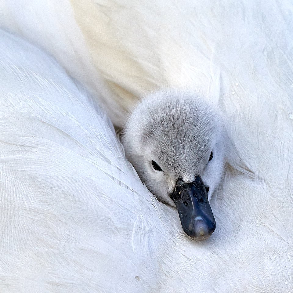 Newborn cygnet looks out at the world from the safety of its mother’s feathers at Poole Park. <a href="/DorsetWildlife/">Dorset Wildlife Trust</a> <a href="/DorsetLifeMag/">Dorset Life</a> <a href="/PoolePost/">the Poole Post</a> #birds #swan #cygnet #wildlife #poole #wildlifephotography #newborn #spring