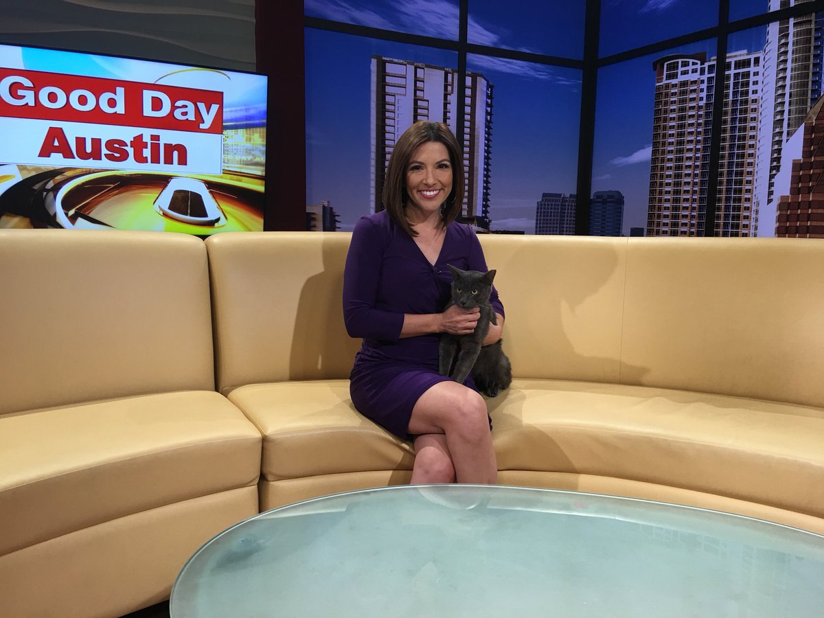 AmandaOnFOX7's tweet photo. Meet our #PetOfTheWeek Tommy from @austinpetsalive He’s a 2 year old Russian Blue. Let’s find him a home. https://t.co/hZt1OeDqNm