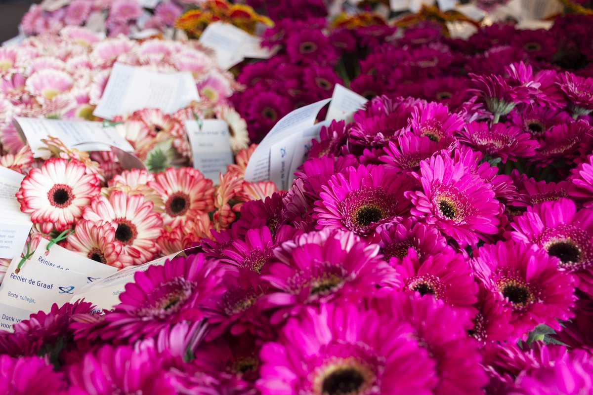 con_gerberas's tweet photo. Dat is mooi de week afsluiten. Deze vrolijke plaatjes zijn het resultaat van de fleurige actie in samenwerking met @RdGziekenhuis, @Pullposition en @Together2Grow. Maar nog mooier was de dankbare reactie van alle zorgverleners op de Dag van de Zorg! #minigerbera #coloursofnature https://t.co/qLL5GH4urR