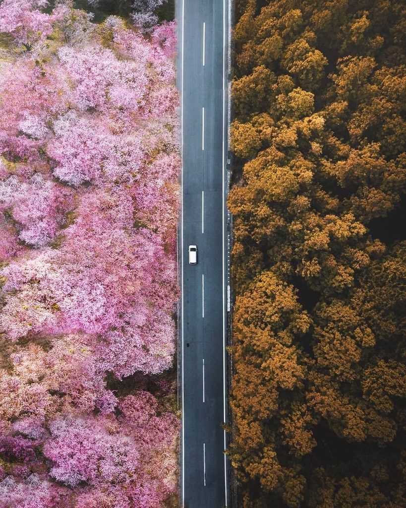 featureshoot's tweet photo. “Japan’s cherry blossom season is something that has to be seen to be believed,” the photographer Jordan Hammond (@jordhammond) writes. He took this picture this year using his drone at Mount Yoshino, Nara, Japan. // #mountyoshina #nara #japan #cherryblo… https://t.co/cAAXul3yEn https://t.co/KGrp4bjsc9